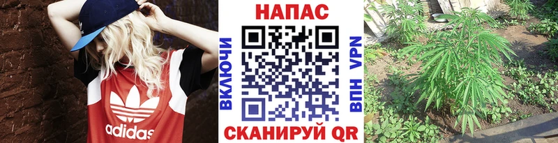 Марихуана сатива Сосновка